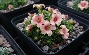 Saxifraga 'Peach Melba' - 8cm pot 